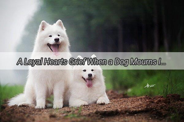 A Loyal Hearts Grief When a Dog Mourns Its Deceased Owner